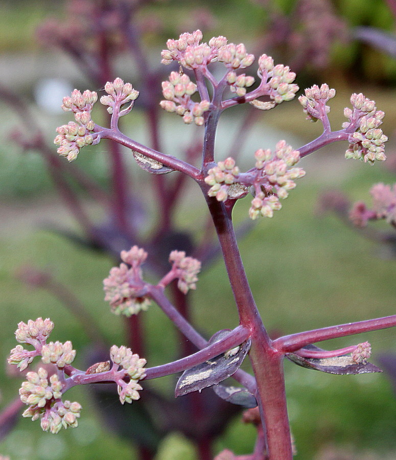 Изображение особи Hylotelephium triphyllum.