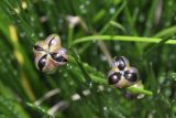 Zephyranthes candida