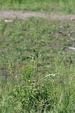 Rumex longifolius
