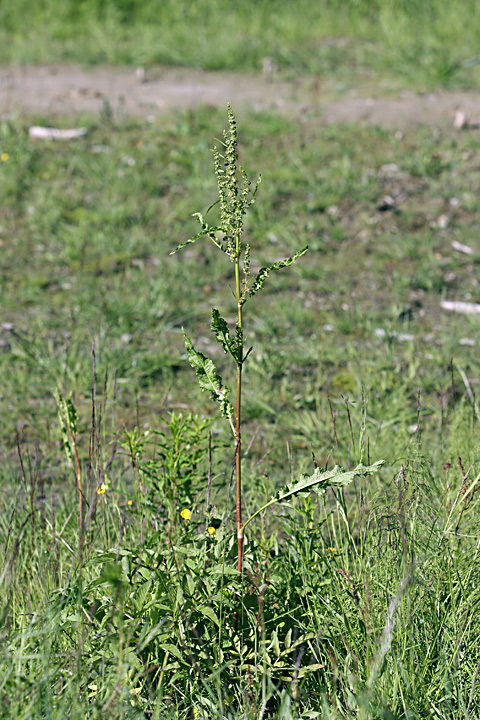 Image of Rumex longifolius specimen.