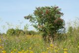 Sambucus racemosa. Плодоносящее растение на сухом лугу. Ленинградская обл., Гатчинский р-н, окр. пос. Пудость, заброшенный травертиновый карьер. 13.07.2013.