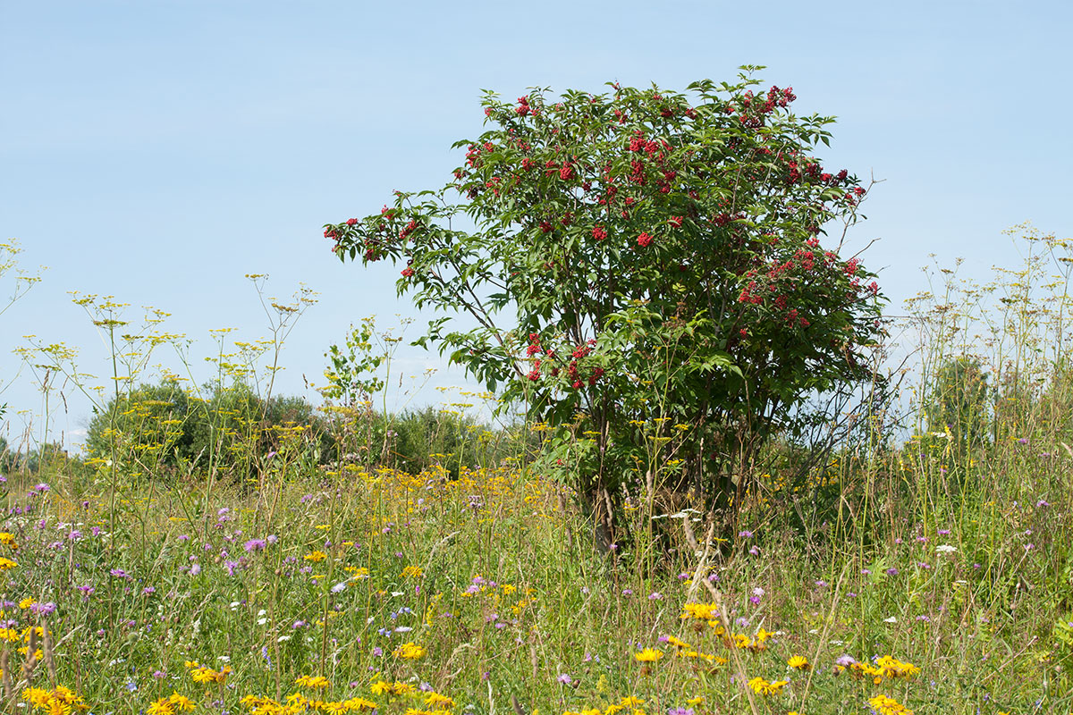 Image of Sambucus racemosa specimen.