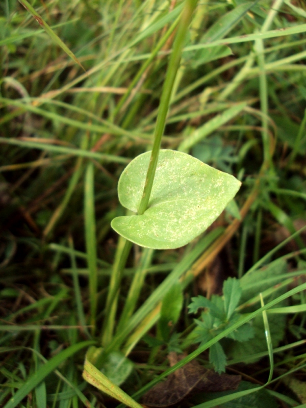 Изображение особи Parnassia palustris.