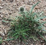 Echinops tschimganicus