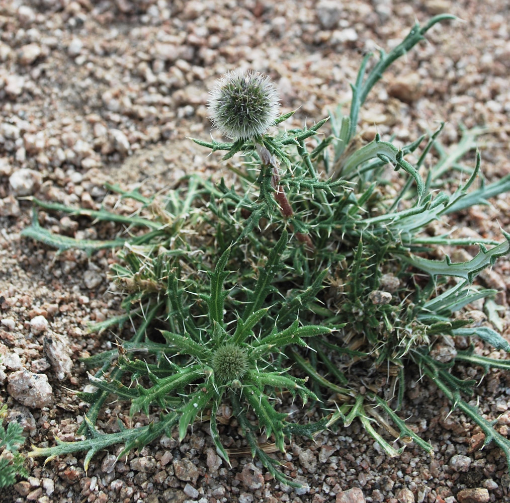 Изображение особи Echinops tschimganicus.