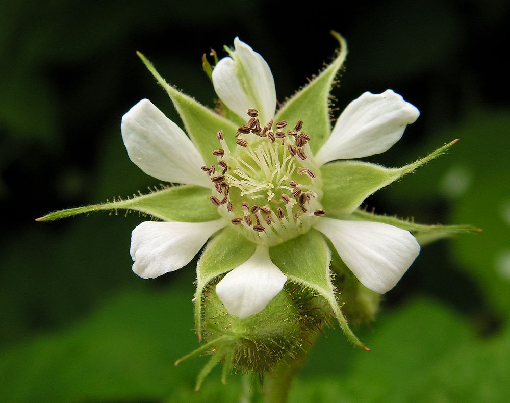 Изображение особи Rubus matsumuranus.