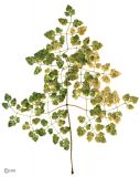 Image of taxon representative. Author is Сергей Наумов