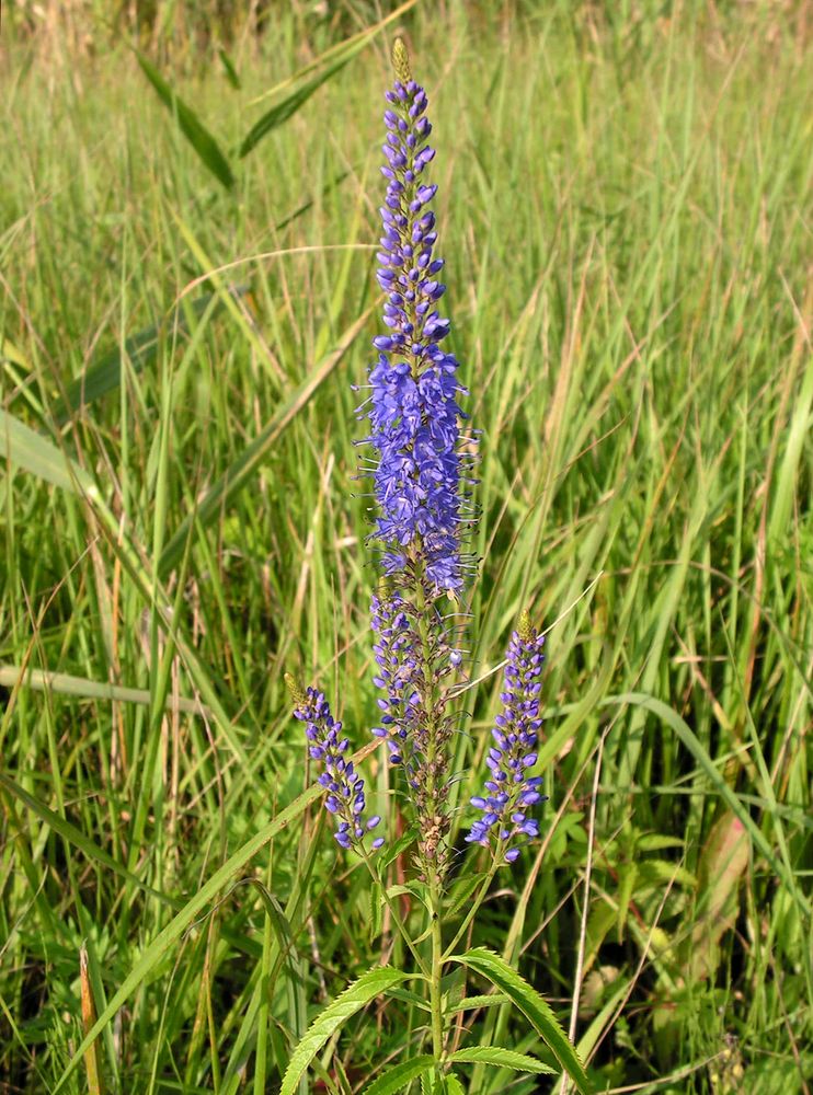 Image of Veronica longifolia specimen.