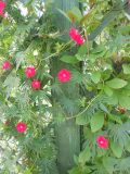 Ipomoea × multifida. Цветущее растение. Латвия, Рундала, Парк дворцового комплекса Бирона. 31.07.2013.