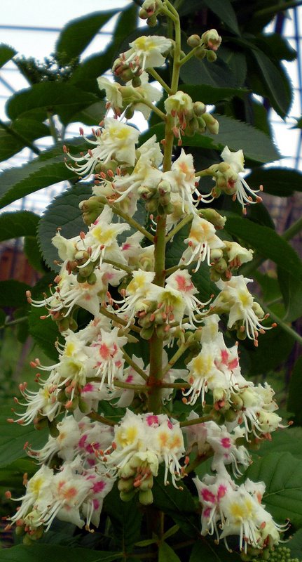 Image of Aesculus hippocastanum specimen.