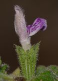 Ballota saxatilis