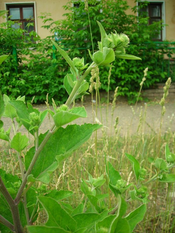 Изображение особи Arctium minus.