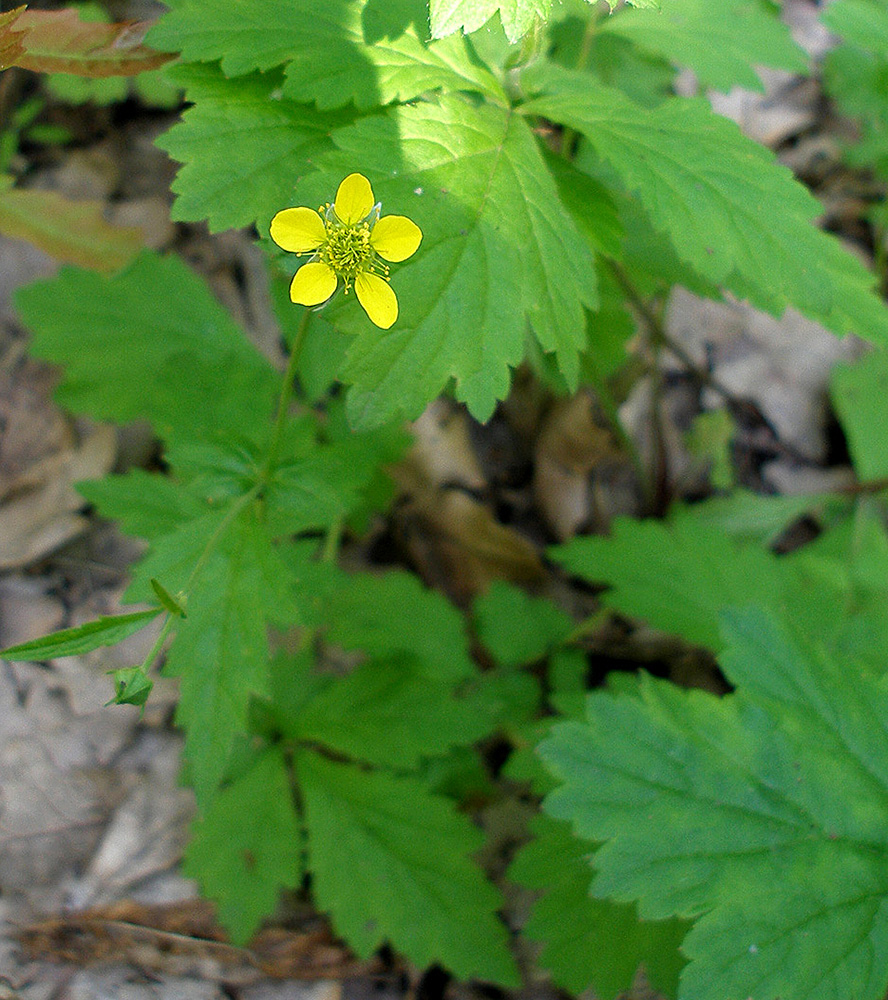 Изображение особи Geum urbanum.