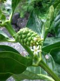 genus Morinda