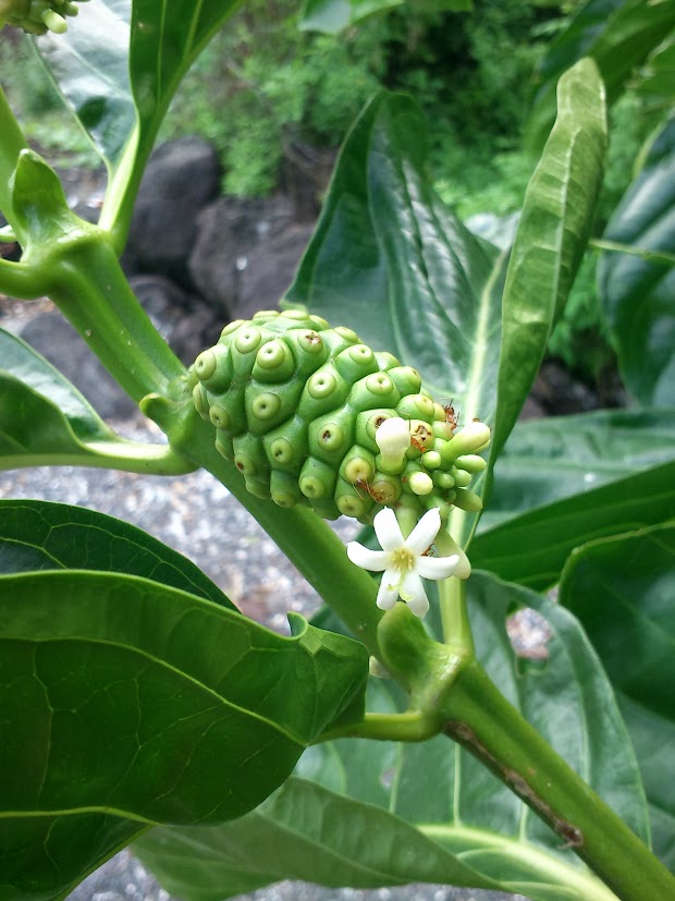 Image of genus Morinda specimen.