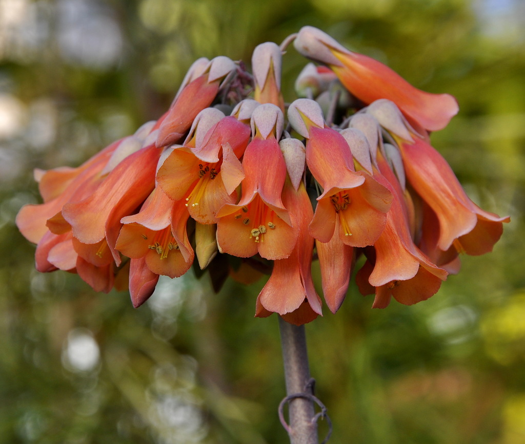 Image of Kalanchoe tubiflora specimen.