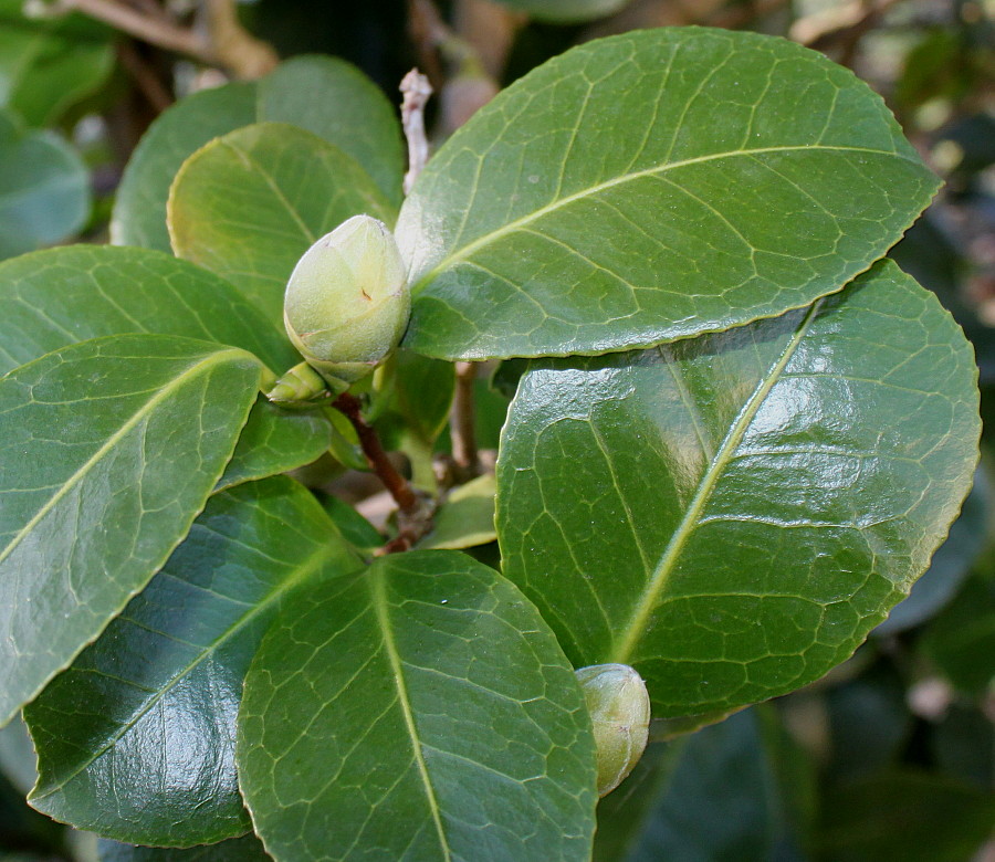 Изображение особи Camellia japonica.