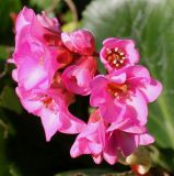 Bergenia crassifolia. Соцветие. Германия, г. Дюссельдорф, Ботанический сад университета. 02.03.2014.