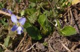genus Viola. Цветущее растение. Украина, г. Запорожье, пос. Солнечный, балка. 14.03.2014.