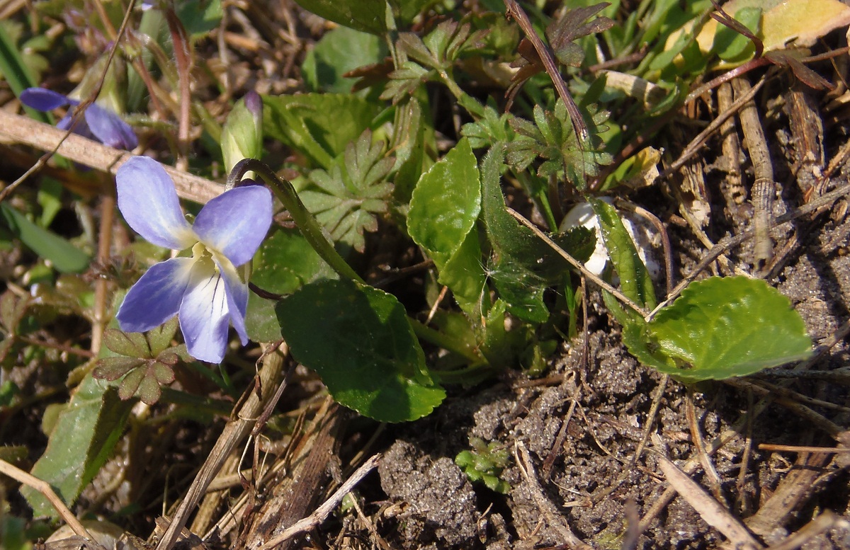 Изображение особи род Viola.