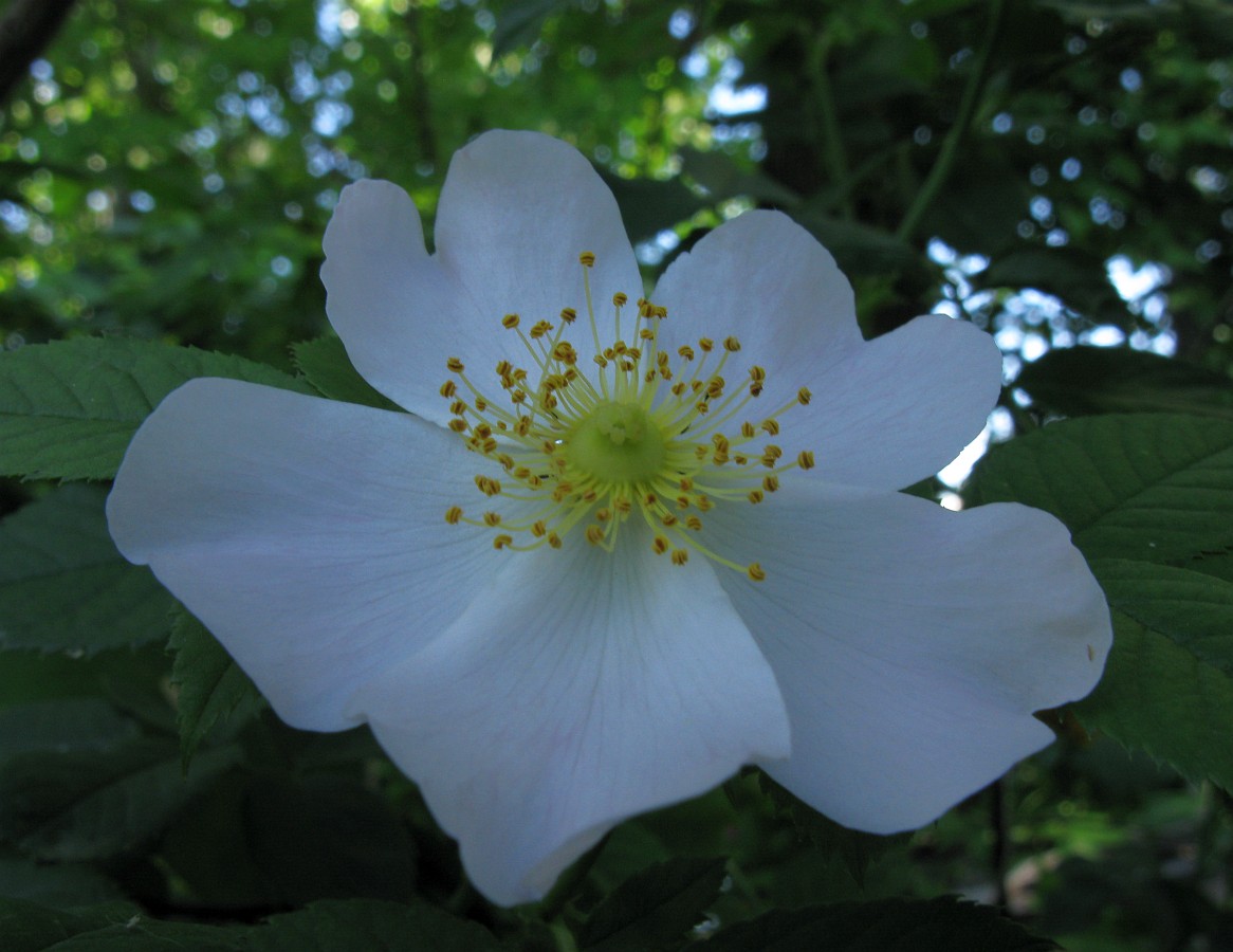 Image of genus Rosa specimen.