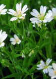 Stellaria holostea