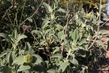 Phlomis fruticosa