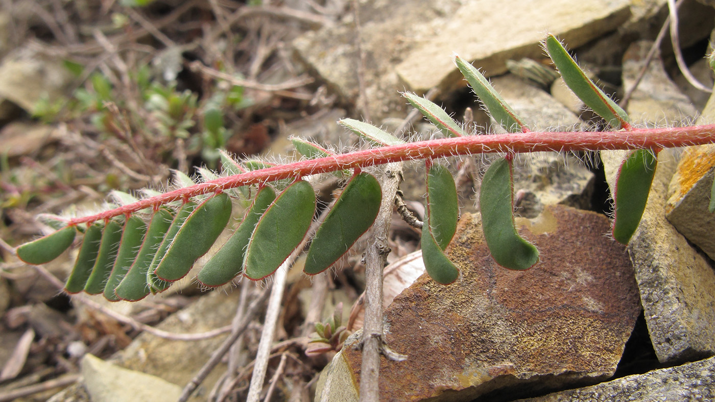 Image of Astragalus utriger specimen.