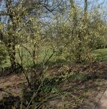 Corylopsis veitchiana