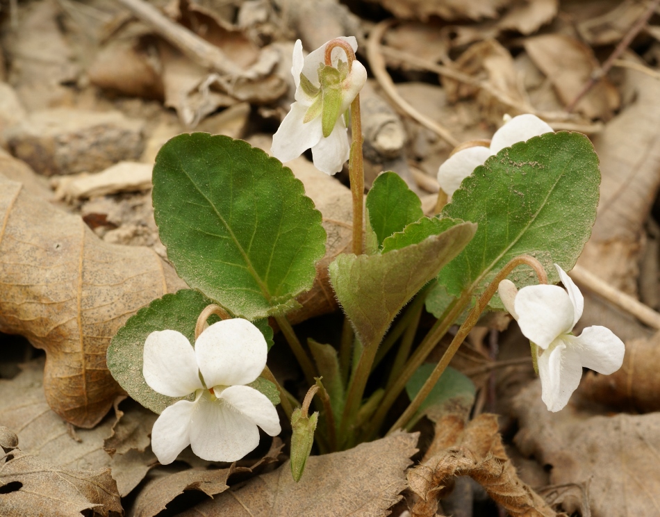 Изображение особи Viola pacifica.