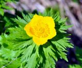 Trollius ranunculinus