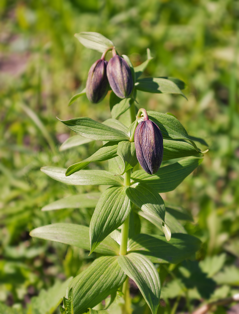 Изображение особи Fritillaria camschatcensis.