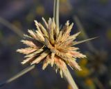 Cyperus macrorrhizus. Соцветие. Израиль, у южной окраины Ашдода, пески. 21.03.2014.