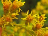 Solidago altissima