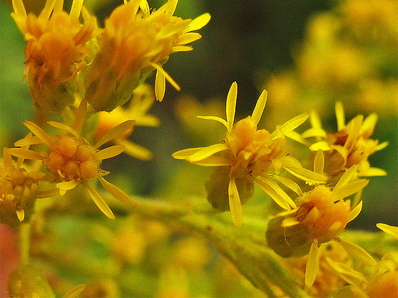Изображение особи Solidago altissima.