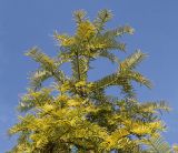 Torreya nucifera. Ветвь в верхней части кроны. Германия, г. Дюссельдорф, Ботанический сад университета. 04.05.2014.