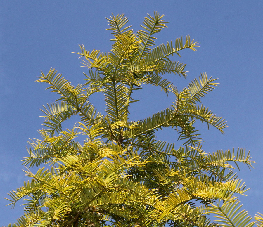 Изображение особи Torreya nucifera.