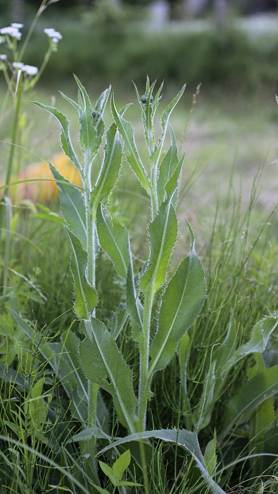 Изображение особи Cirsium canum.