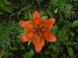 Lilium pensylvanicum