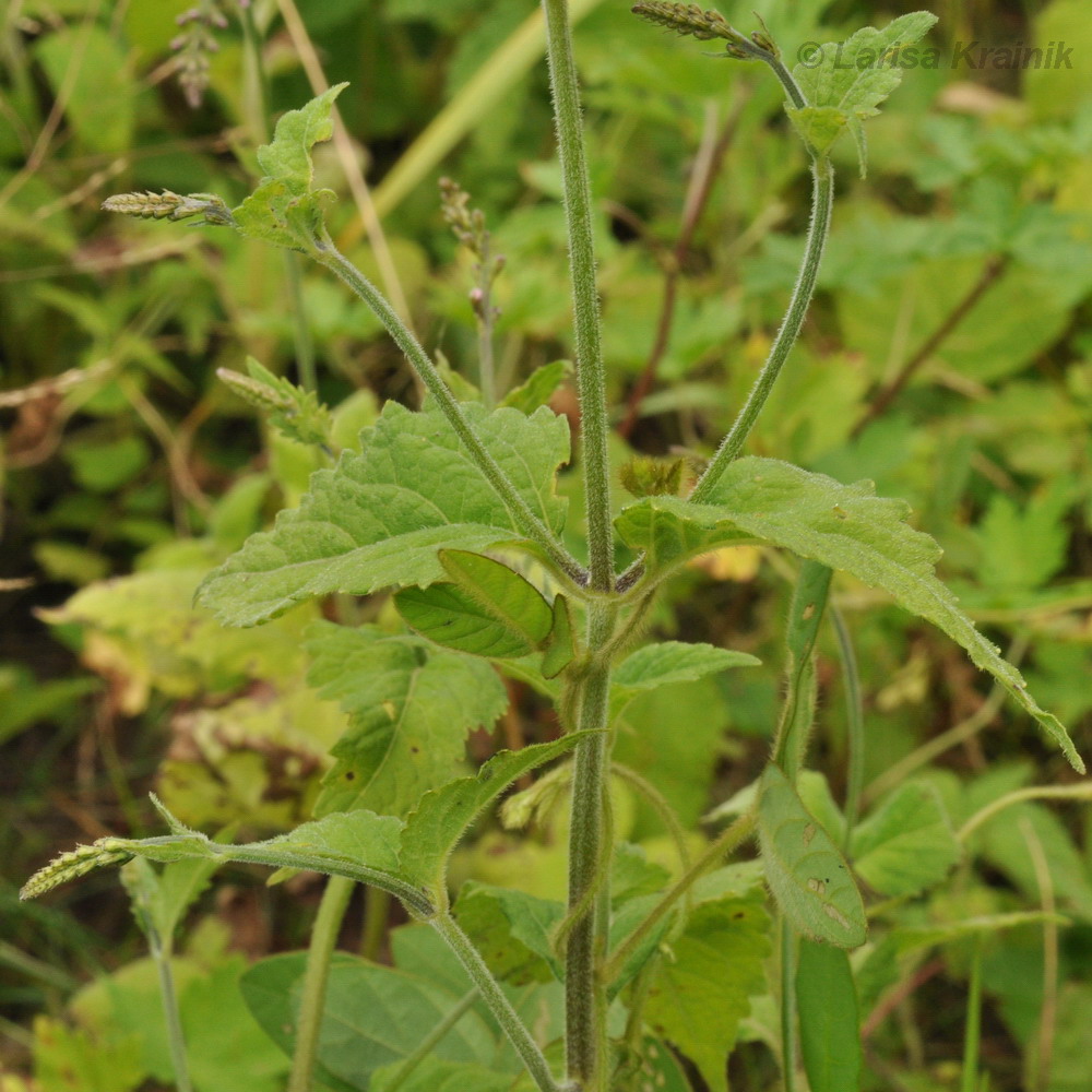 Image of Phryma asiatica specimen.