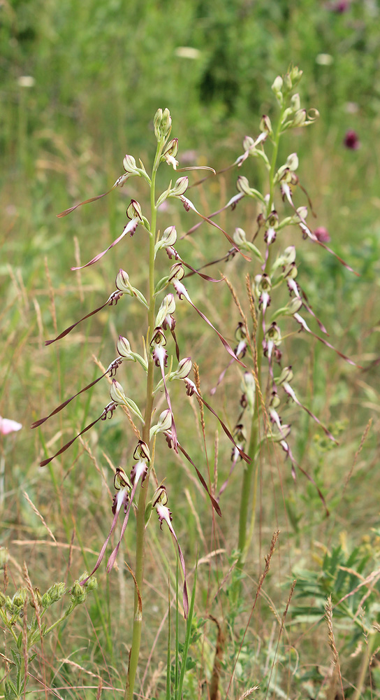 Изображение особи Himantoglossum caprinum.