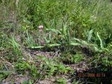 Lathyrus sylvestris