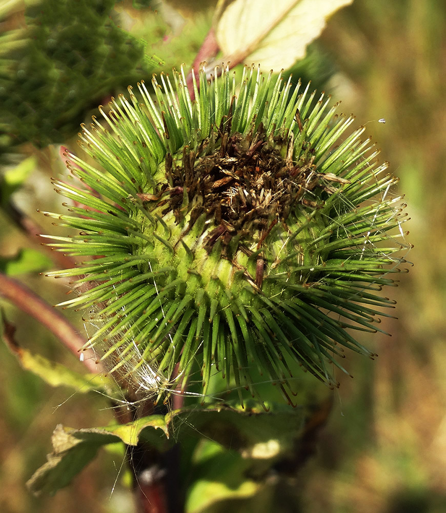 Изображение особи Arctium lappa.