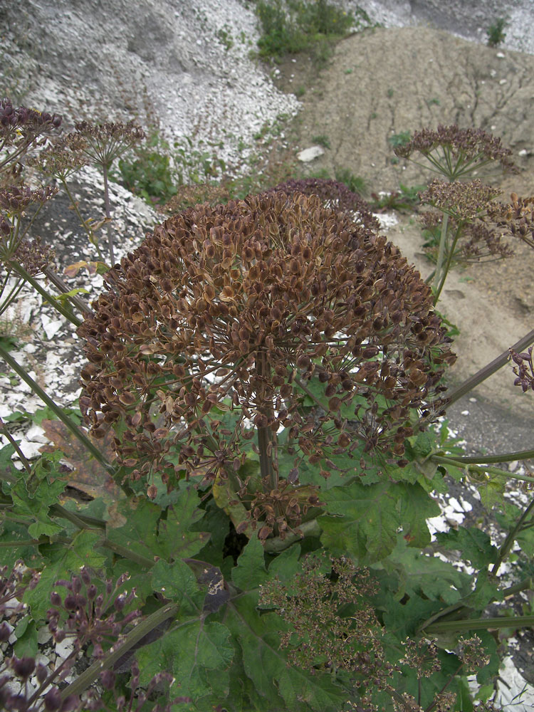 Image of genus Heracleum specimen.