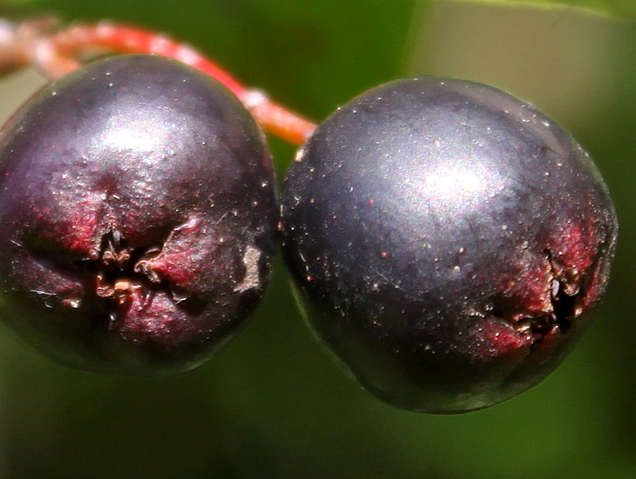 Image of Cotoneaster lucidus specimen.