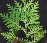 Thuja koraiensis. Веточка с микростробилами. Германия, г. Дюссельдорф, Ботанический сад университета. 03.07.2014.