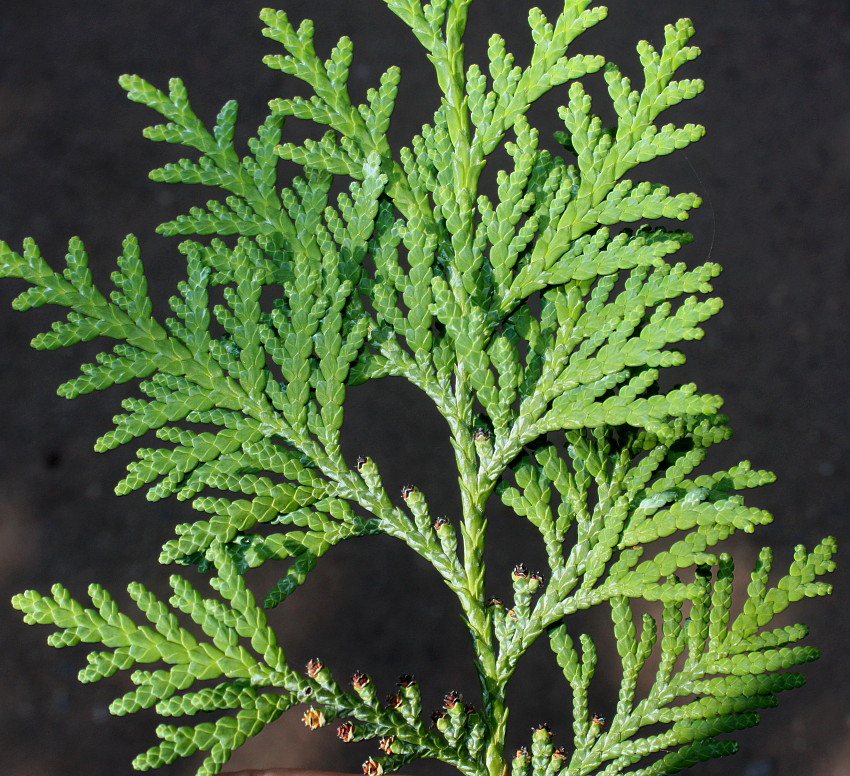 Изображение особи Thuja koraiensis.