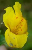 Mimulus guttatus. Цветок с аномальным венчиком. Германия, г. Дюссельдорф, Ботанический сад университета. 05.09.2014.