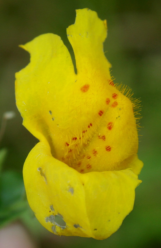 Изображение особи Mimulus guttatus.