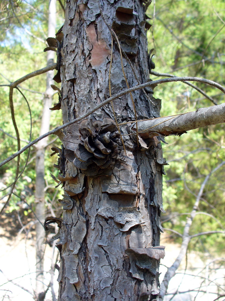 Изображение особи Pinus brutia.